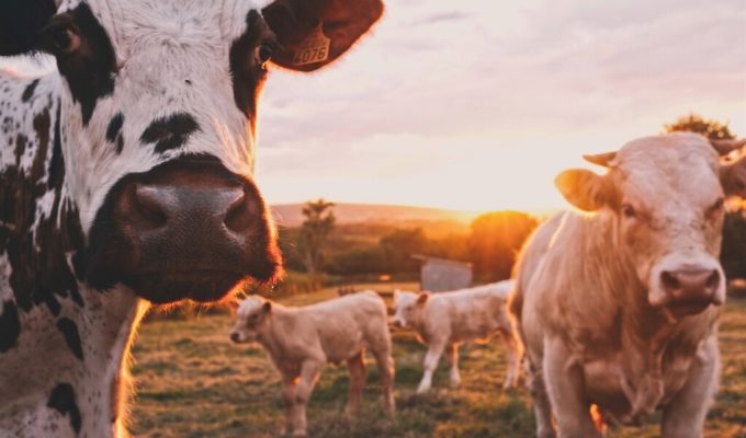 Kredyt obrotowy w rachunku bieżącym